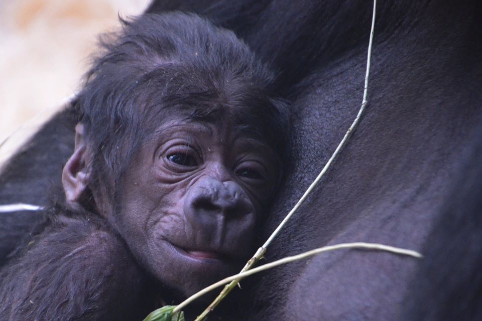 The newborn gorilla at the Prague Zoo was arrived unexpectedly Saturday/Facebook