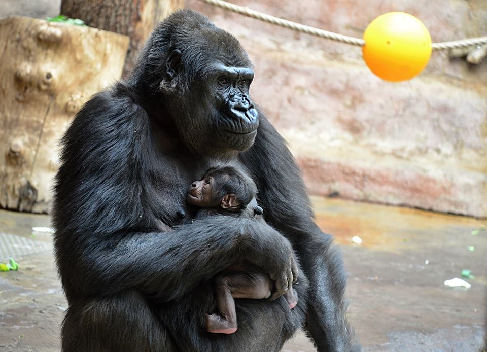 Shinda and her first baby/Prague Zoo/Facebook