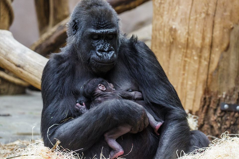 Mother and baby photographed shortly after birth/Prague Zoo/Facebook