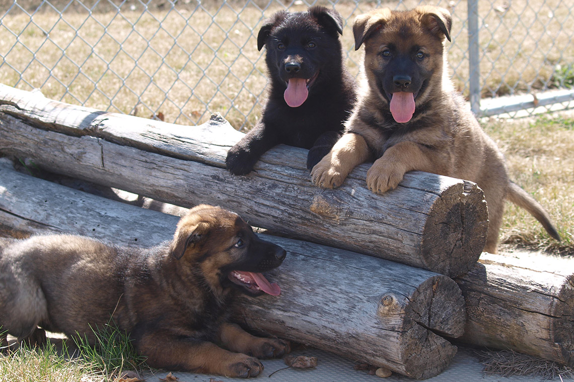 RCMP's news recruits Jake, Jolt and Jinx/RCMP