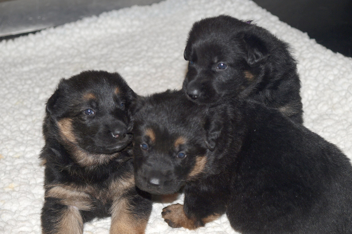 RCMP future service dogs born April 1/RCMP