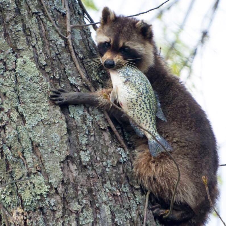 Raccoon thief at Mingo National Wildlife Refuge/Caleb H. Swallows