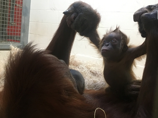 Screen Shot 2016-04-14 at 12.49.36 PM