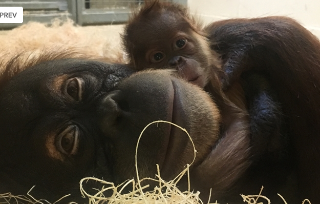 Screen Shot 2016-04-14 at 12.59.39 PM