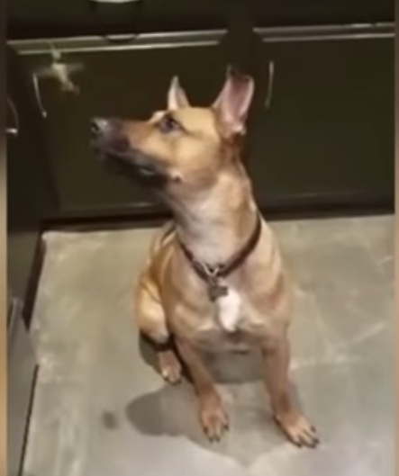 Screen Shot 2016-04-30 at 2.52.13 PM