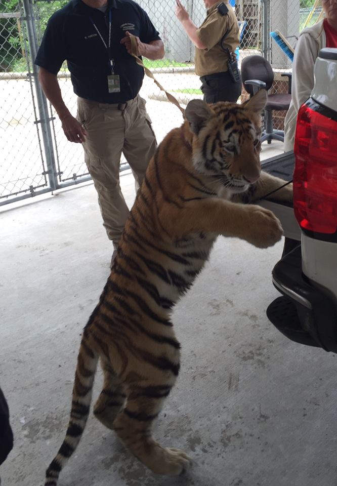 The long arm of the law in Texas captured this big cat on a leash/Conroe Police Department/Facebook