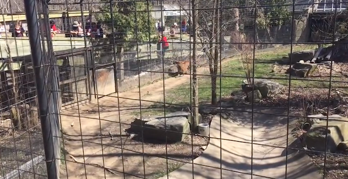 Image of woman who jumped fence at tiger exhibit in Toronto/Jared Sales/YouTube