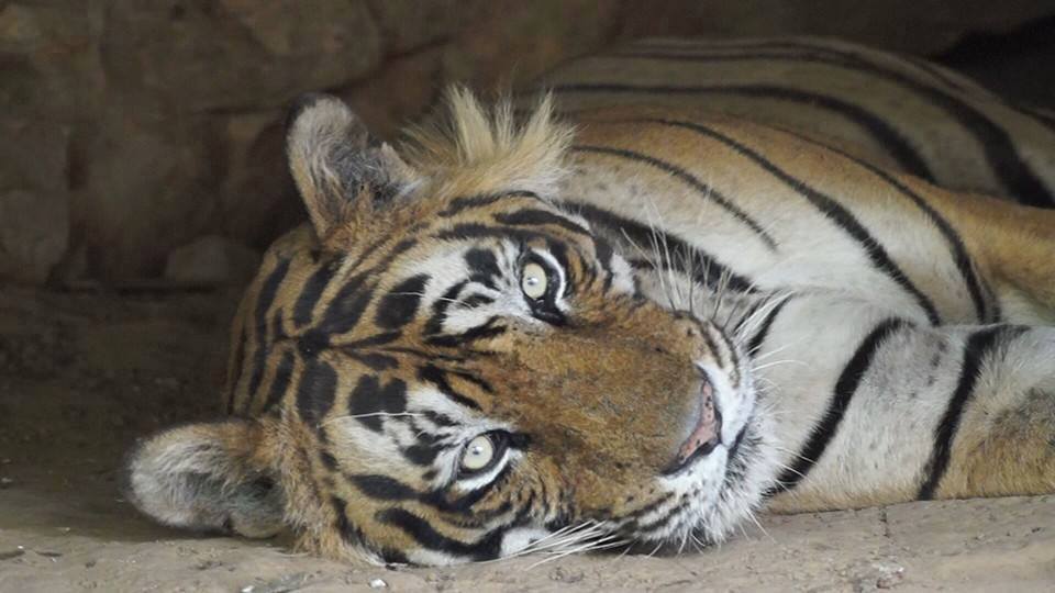UstadTigerIndia