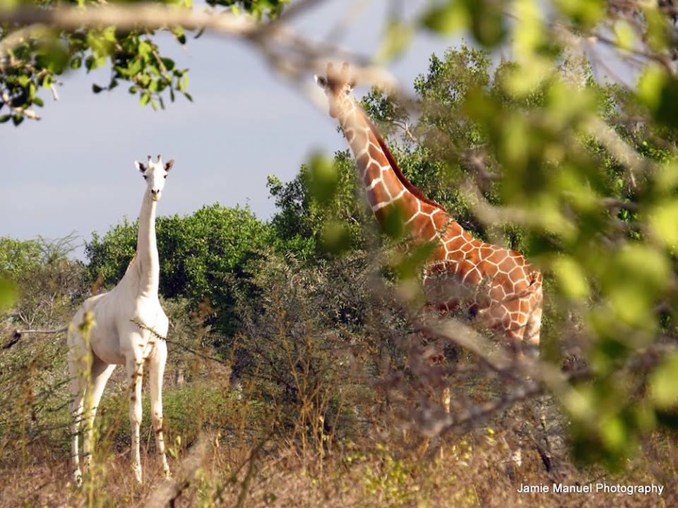 The white giraffe in Tanzania/Jamie Manuel Photography