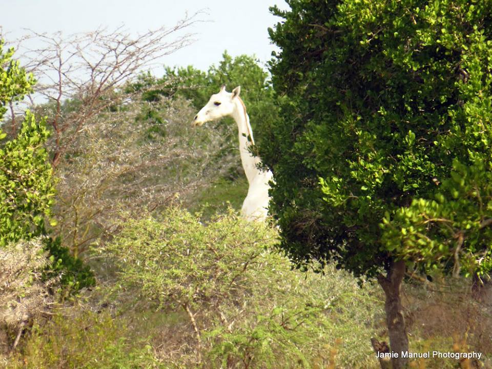 Photographer Jamie Manuel captured images of a rare white giraffe in Kenya.