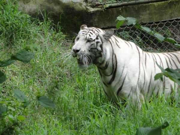 White tiger at FURESA is the Wildlife Refuge Foundation in El Salvador/Salvadorean Tours