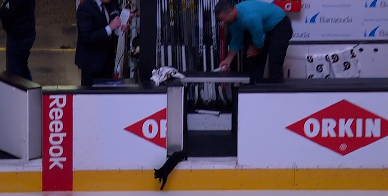 Too many men, er cats, on the ice/NHL.com