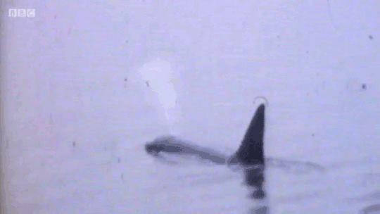 Dopey Dick in 1977/Scottish Orca/Facebook