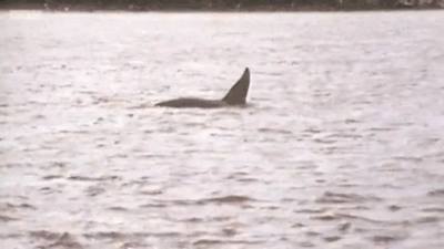 Dopey Dick in 1977/Scottish Orca/Facebook