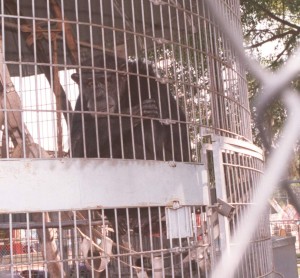 dt.common.streams.StreamServer