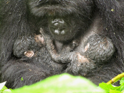 gorillatwinsDianFossey