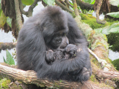 gorillatwinsDianFossey2mos