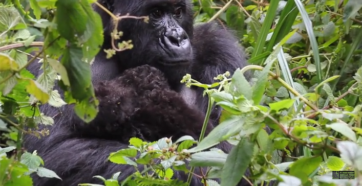 gorillatwinsFosseyRwanda