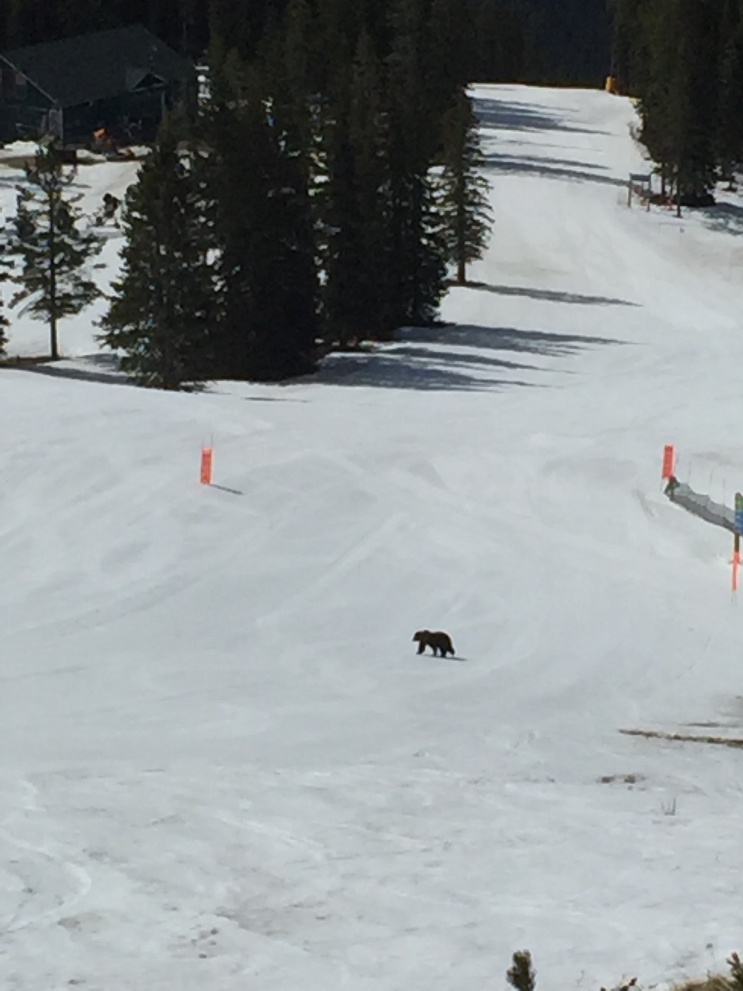 Grizzly bear on a run at the Lake Louise Ski Resort/Lake Louise 