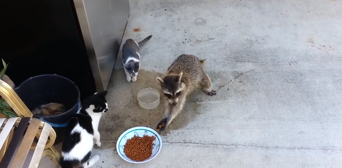 raccoonstealscatfood