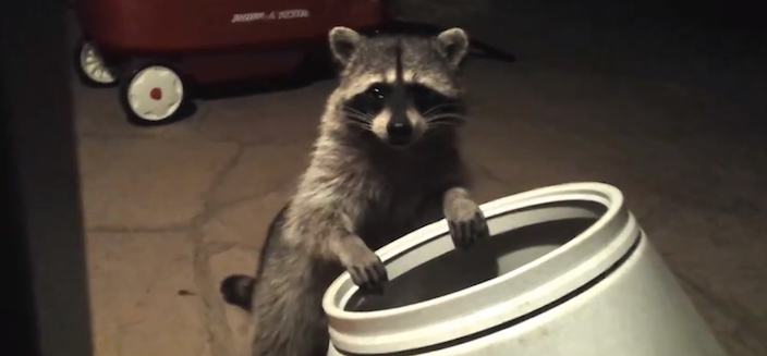 raccoonstealsdogfood
