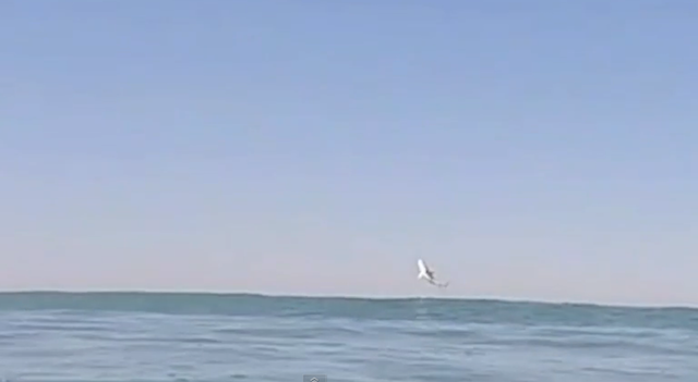 A Great White shark leaps from the water off the California coast/Drew Palumbo/YouTube