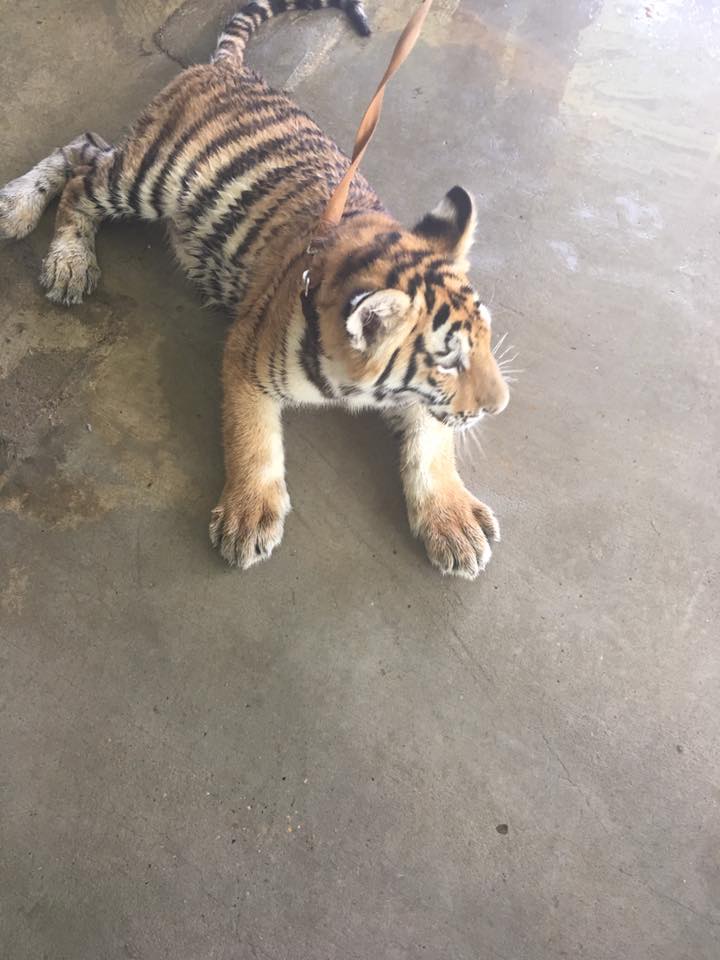 tiger