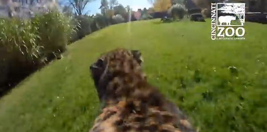 CheetahGoProCincinnati