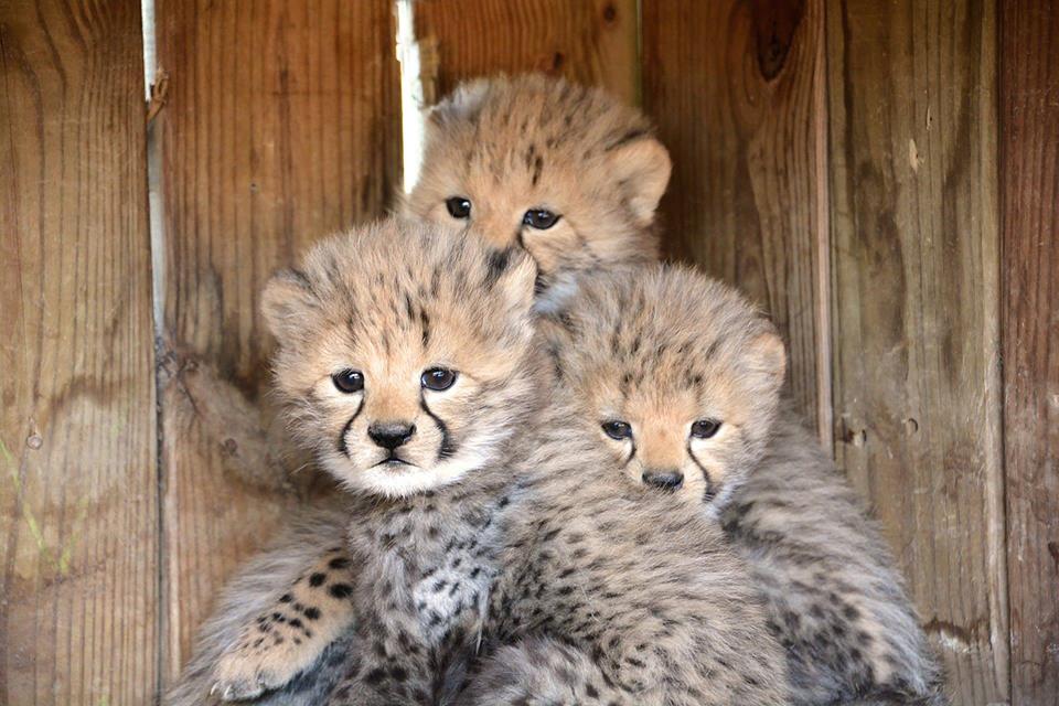 Milani's cubs were born