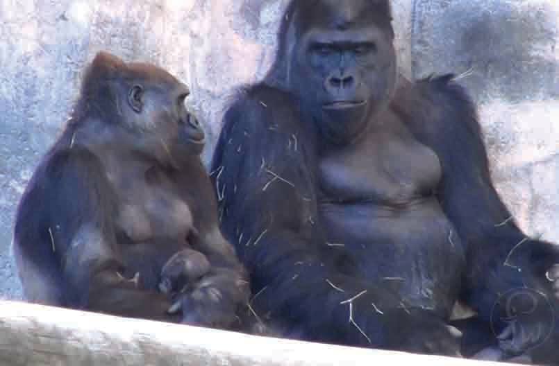 FortWorthZooGorillababyparents