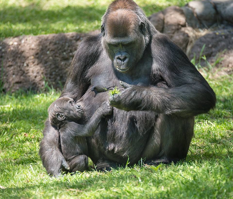 FortWorthZoogorillas