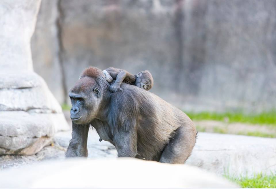 ForthWorthZoogorillaride