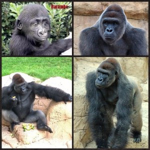 "With a mixture of sad and happy feelings, we are preparing #Harambe, one of our #Silverback #WesternLowlandGorillas, for the journey to his new home. The #CincinnatiZoo and big, new adventures are waiting for you, big boy!" Gladys Porter Zoo posted in 2014/Facebook