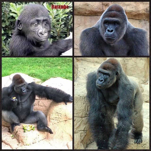 "With a mixture of sad and happy feelings, we are preparing #Harambe, one of our #Silverback #WesternLowlandGorillas, for the journey to his new home. The #CincinnatiZoo and big, new adventures are waiting for you, big boy!" Gladys Porter Zoo posted in 2014/Facebook