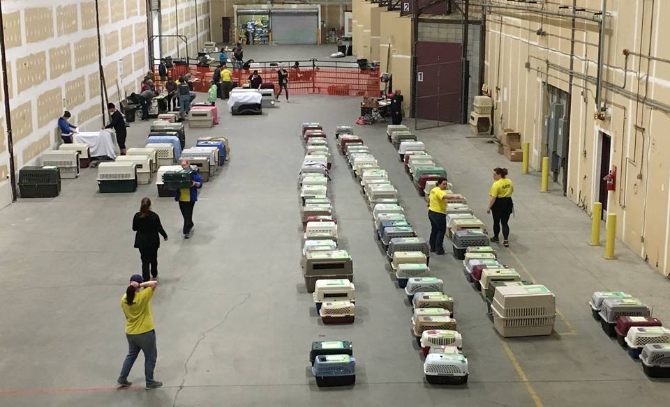 Alberta SPCA rescue hundreds of pets from Fort McMurray/Facebook