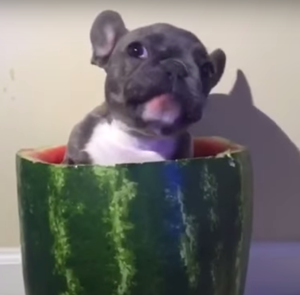 Screen Shot 2016-05-21 at 9.38.18 AM