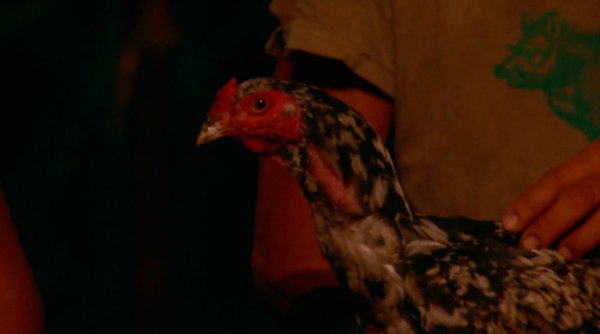 SurvivorMarkRooster
