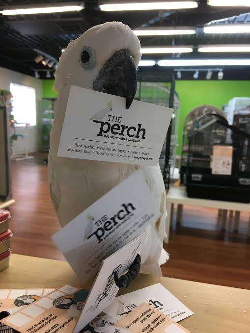 ThePerchParrotRescue