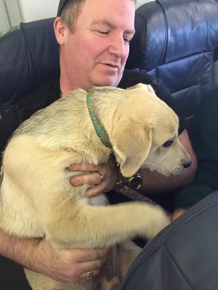 Puppy love aboard Canadian North during northern Alberta wildfire evacuation/Wanda Murray
