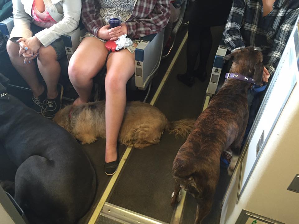 Wanda Murray captures photos of pets being evacuated from Fort McMurray/Facebook