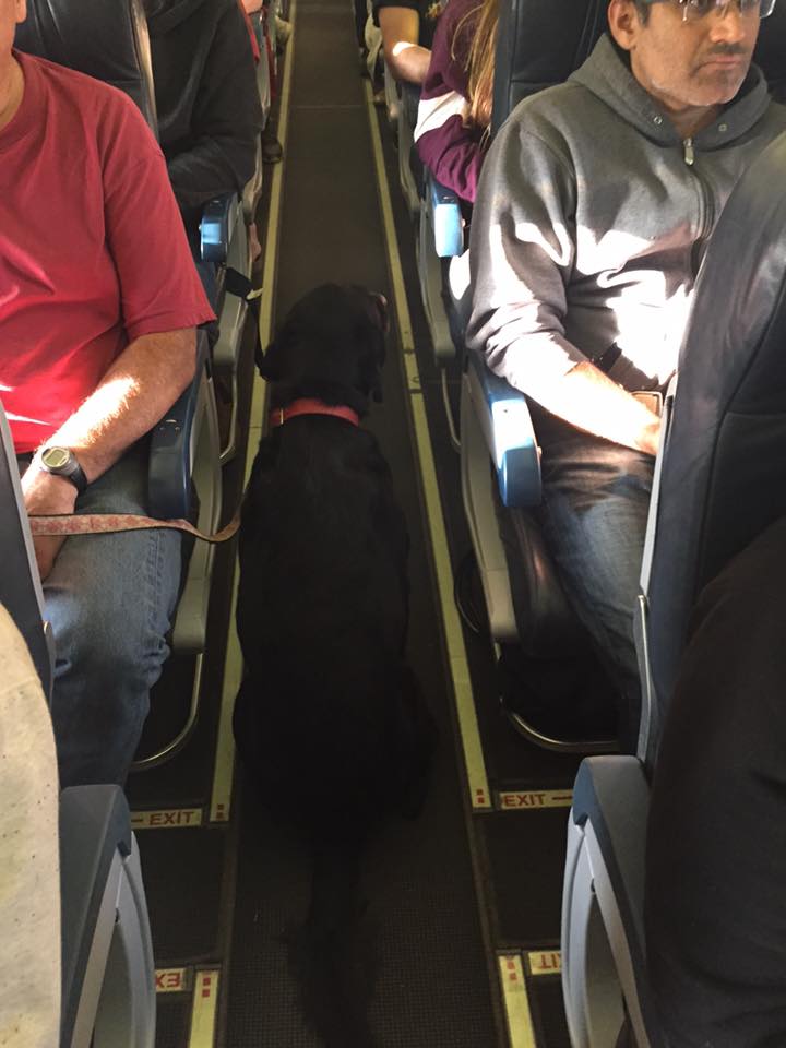 Dogs welcome on this flight to safety/Wanda Murray