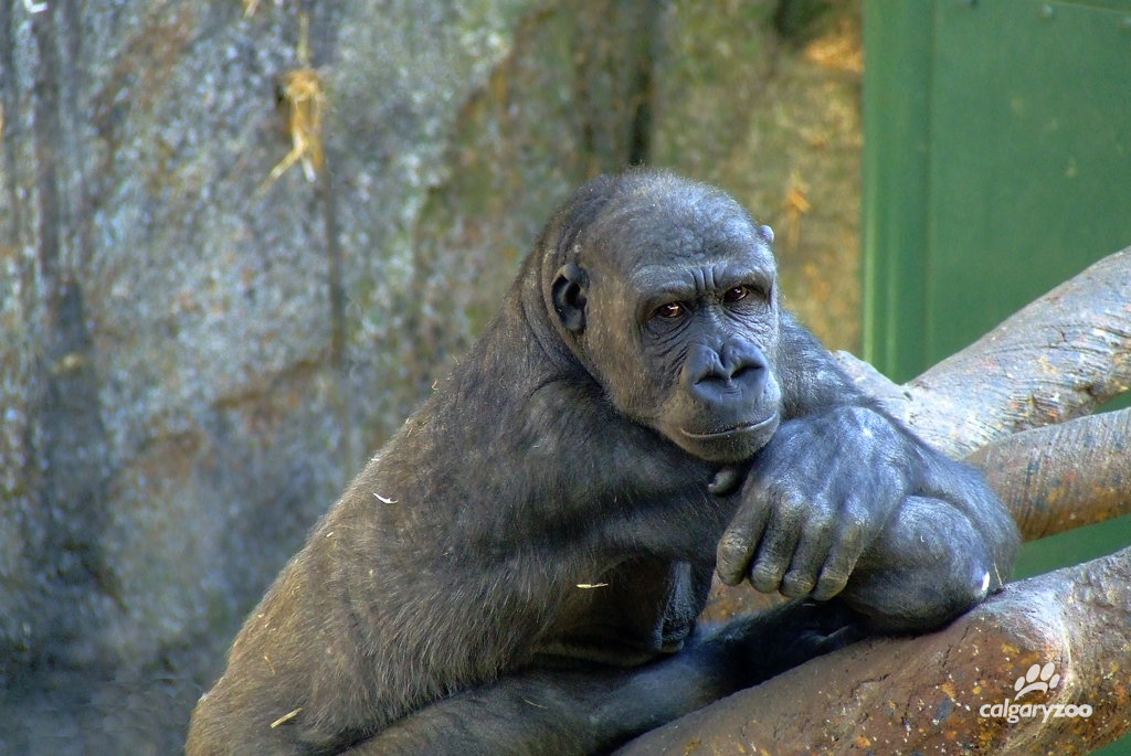 ZuriCalgaryZoo