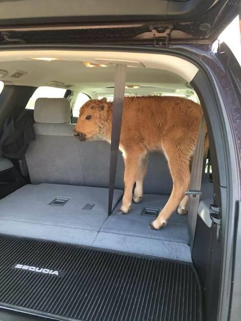 Karen Olsen Richardson took this photo of a bison in the back of a tourist's car at Yellowstone National Park
