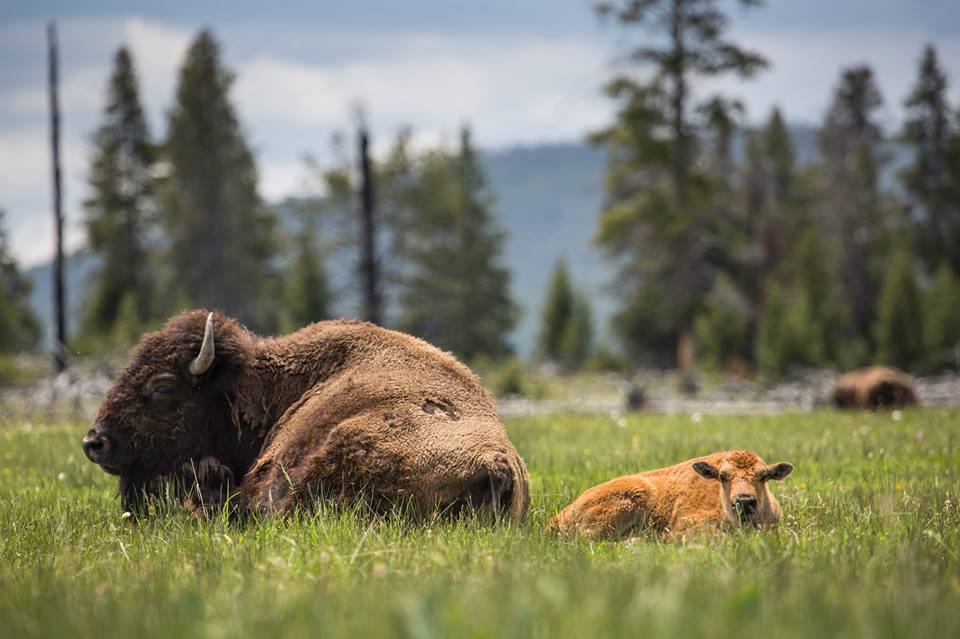 Mother and calf enjoy a hot summer day/Yellowstone National Park, Facebook
