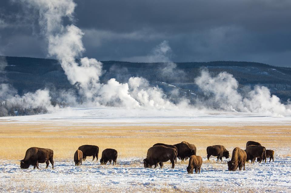 Yellowstone National Park is home to nearly 5,000 bison/Facebook