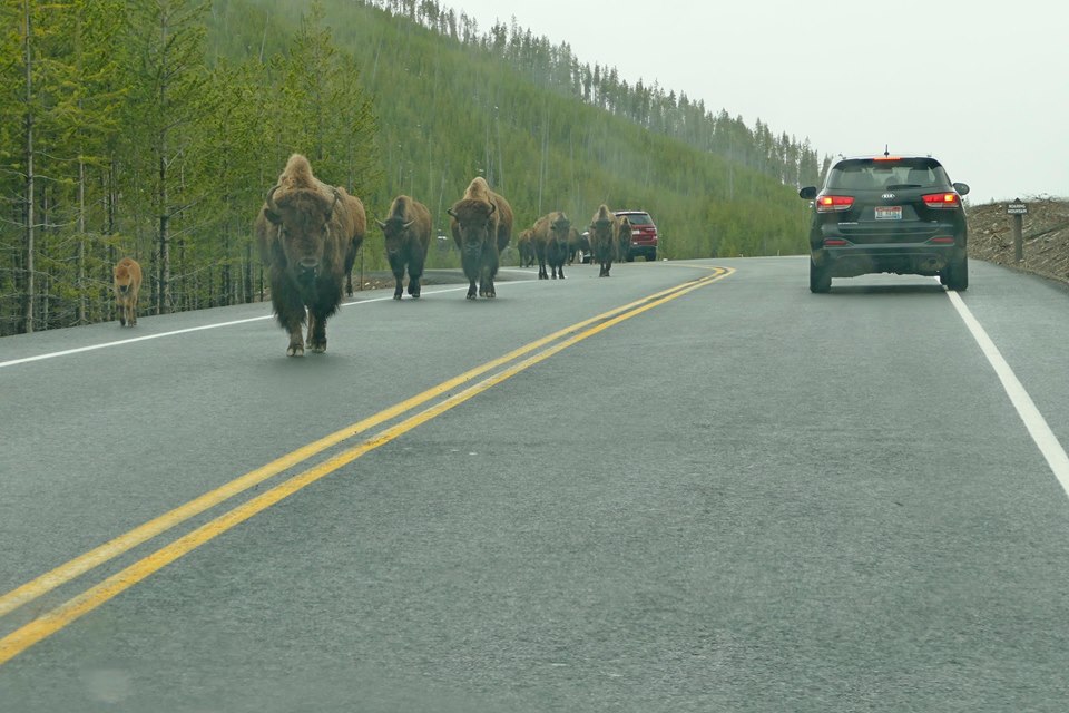 bisonroadYellowstone