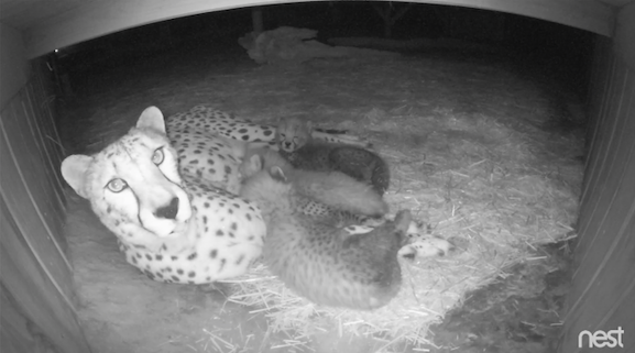 Milani and her cubs on "Cheetah Cam." Metro Richmond Zoo/Facebook