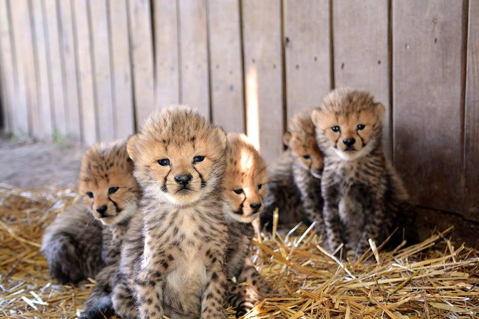 Vaila's cubs. Metro Richmond Zoo/Facebook
