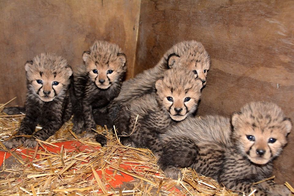Wiay's cubs. Metro Richmond Zoo/Facebook