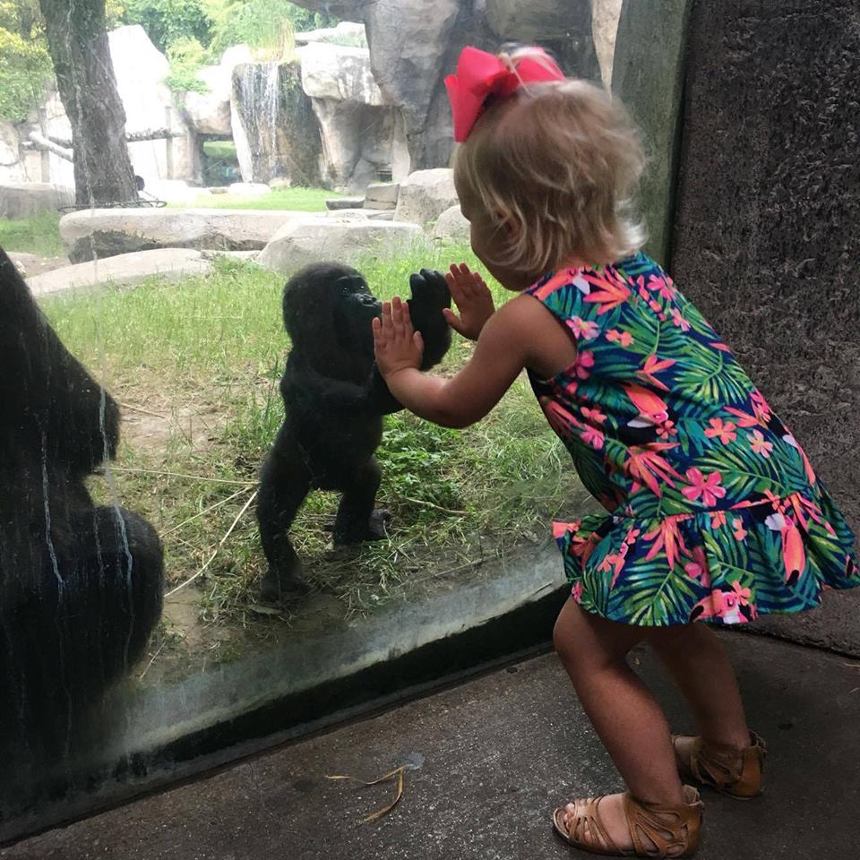 Baby western lowland gorilla named Gus meets a little girl named Baylee. Fort Worth Zoo/Facebook